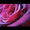 Thumbnail of a pink and red rose photo